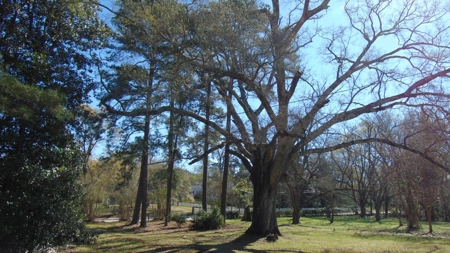 Historic Southern Home in Winnsboro, SC - image 19