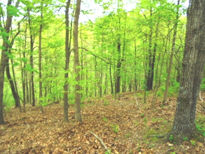 SW Missouri Land Auction- 285 Acres - Opening Bid $700/Acre - image 6