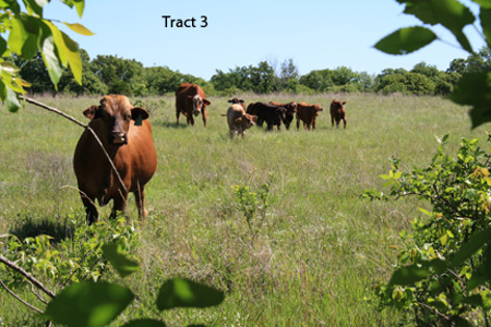 No Reserve Auction, 600 Recreational Acres +/- Depew, OK - image 11