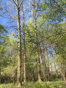 Land Auction - 312 Acres +/- Seneca & Crawford Counties - image 11
