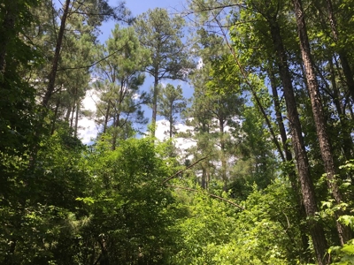 Recreational Pine Timberland for Sale in Ouachita County, AR - image 1