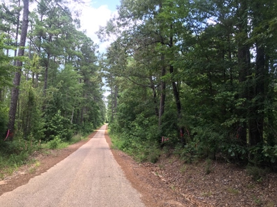 Recreational Pine Timberland for Sale in Ouachita County, AR - image 2