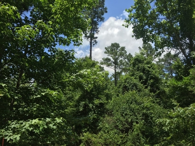 Recreational Pine Timberland for Sale in Ouachita County, AR - image 3