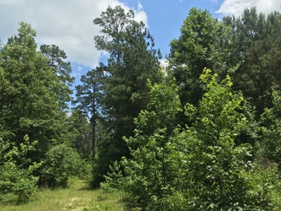 Recreational Pine Timberland for Sale in Ouachita County, AR - image 4