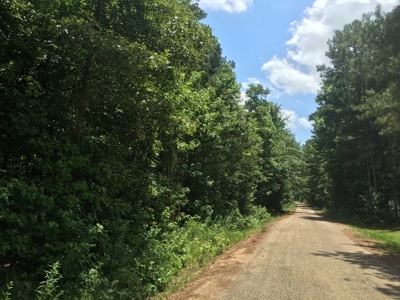 Recreational Pine Timberland for Sale in Ouachita County, AR - image 5