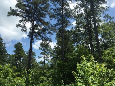 Recreational Pine Timberland for Sale in Ouachita County, AR - image 6