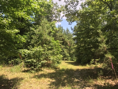 Recreational Pine Timberland for Sale in Ouachita County, AR - image 7