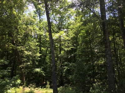 Recreational Pine Timberland for Sale in Ouachita County, AR - image 8