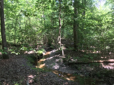Recreational Pine Timberland for Sale in Ouachita County, AR - image 9