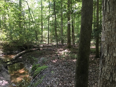 Recreational Pine Timberland for Sale in Ouachita County, AR - image 10