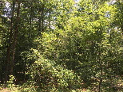 Recreational Pine Timberland for Sale in Ouachita County, AR - image 11