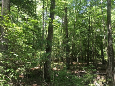 Recreational Pine Timberland for Sale in Ouachita County, AR - image 12