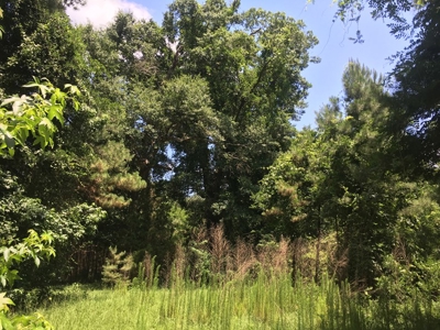 Recreational Pine Timberland for Sale in Ouachita County, AR - image 13