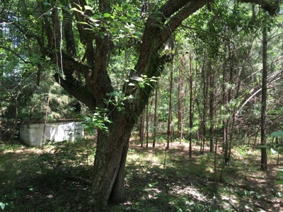 Recreational Pine Timberland for Sale in Ouachita County, AR - image 14