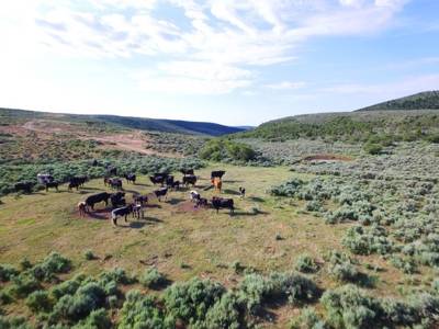 Colorado Trophy Elk Hunting Ranch At Absolute Auction! - image 10