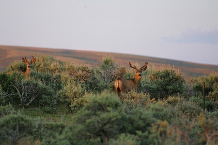 Colorado Trophy Elk Hunting Ranch At Absolute Auction! - image 13