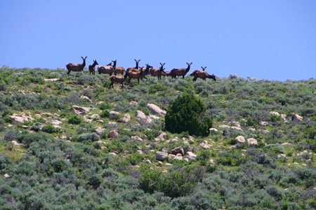 Colorado Trophy Elk Hunting Ranch At Absolute Auction! - image 11