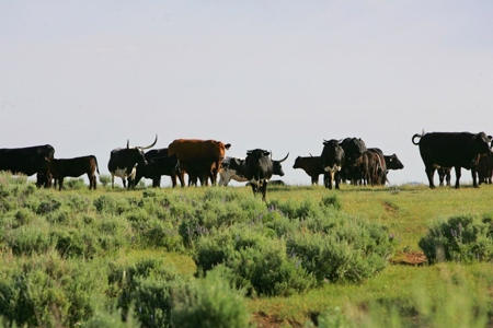 Colorado Trophy Elk Hunting Ranch At Absolute Auction! - image 9