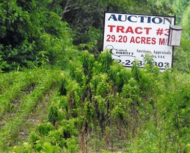 Alsman Real Estate Auction - image 24