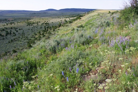 Colorado Trophy Elk Hunting Ranch At Absolute Auction! - image 23