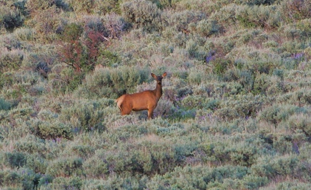 Colorado Trophy Elk Hunting Ranch At Absolute Auction! - image 24