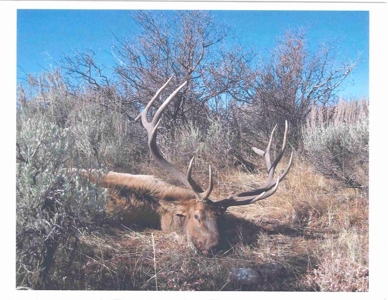 Colorado Trophy Elk Hunting Ranch At Absolute Auction! - image 5