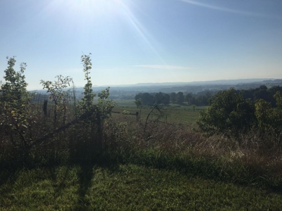 Absolute Auction 2 homes and 15+/- acres for sale - image 33