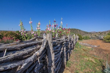 Az Ranch Auction Equine Oasis On 83 Acres - image 3