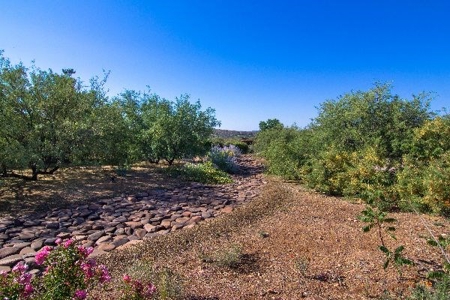Az Ranch Auction Equine Oasis On 83 Acres - image 4