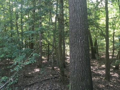 Natural Pine Timber Land For Sale In Ouachita Co., AR - image 6