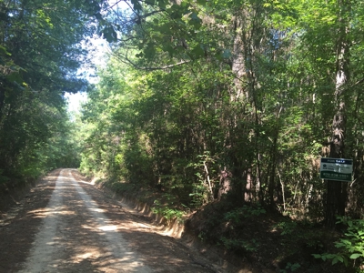 Natural Pine Timber Land For Sale In Ouachita Co., AR - image 1