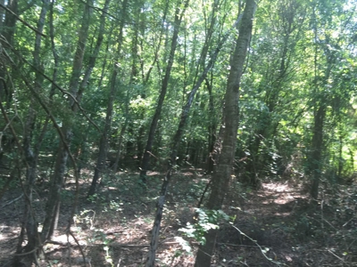 Natural Pine Timber Land For Sale In Ouachita Co., AR - image 5