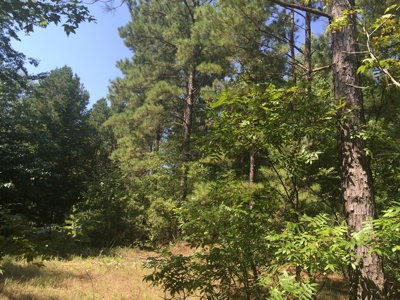 Natural Pine Timber Land For Sale In Ouachita Co., AR - image 3