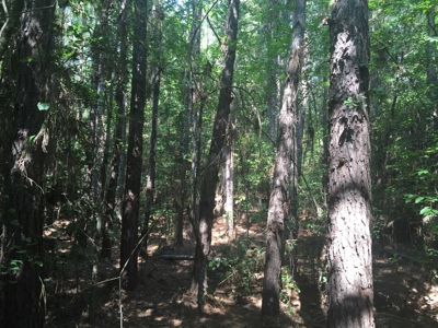 Natural Pine Timber Land For Sale In Ouachita Co., AR - image 2