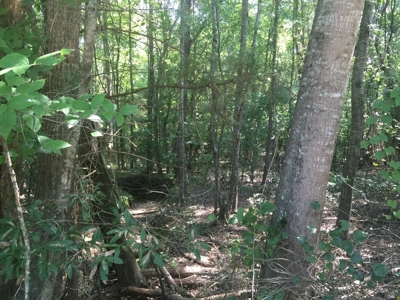 Natural Pine Timber Land For Sale In Ouachita Co., AR - image 4