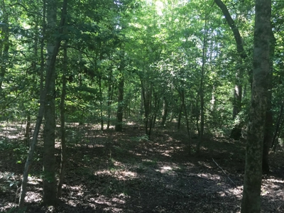 Natural Pine Timber Land For Sale In Ouachita Co., AR - image 7