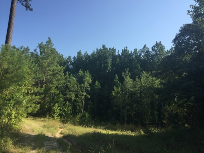 Pine Investment Hunting Land for Sale in Ouachita Co., AR - image 6