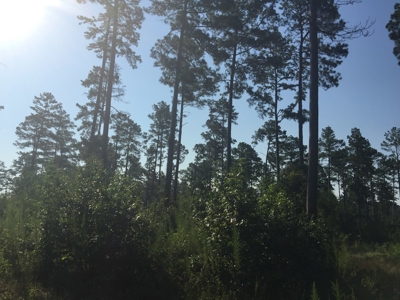 Pine Investment Hunting Land for Sale in Ouachita Co., AR - image 5