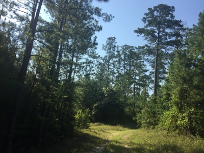 Pine Investment Hunting Land for Sale in Ouachita Co., AR - image 4