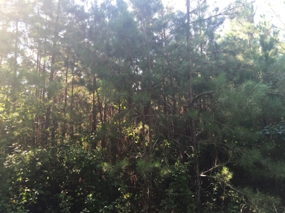 Pine Investment Hunting Land for Sale in Ouachita Co., AR - image 7