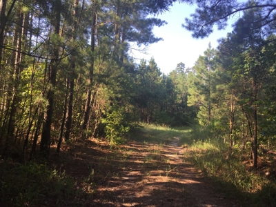 Pine Investment Hunting Land for Sale in Ouachita Co., AR - image 2