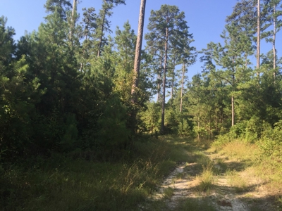 Pine Investment Hunting Land for Sale in Ouachita Co., AR - image 3