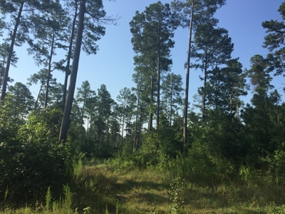 Pine Investment Hunting Land for Sale in Ouachita Co., AR - image 1