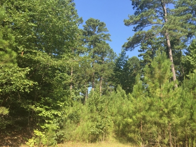 Home Site with Pine Timberland for Sale in Ouachita Co., AR - image 1