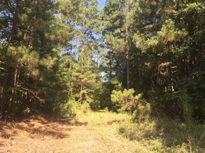 Home Site with Pine Timberland for Sale in Ouachita Co., AR - image 4