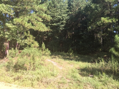 Home Site with Pine Timberland for Sale in Ouachita Co., AR - image 3