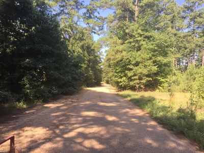 Home Site with Pine Timberland for Sale in Ouachita Co., AR - image 2