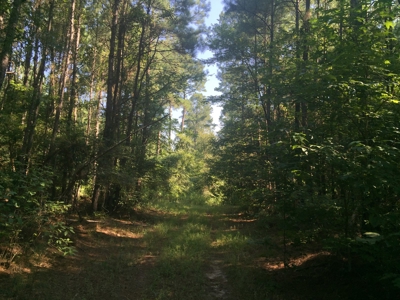 Home Site with Pine Timberland for Sale in Ouachita Co., AR - image 5