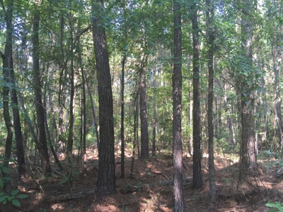 Home Site with Pine Timberland for Sale in Ouachita Co., AR - image 6