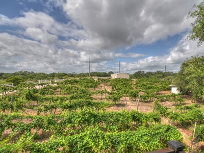 Lost Creek Vineyard & Bistro Real Estate Auction - image 8